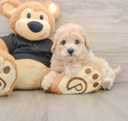 5 week old Poochon Puppy For Sale - Fairfield Furbabies