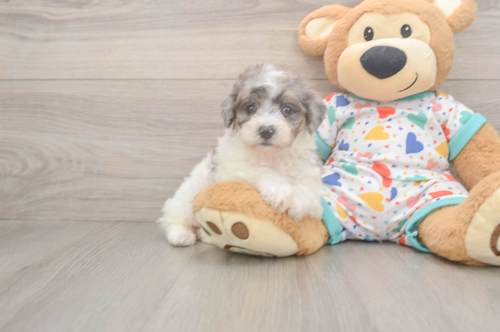 7 week old Poochon Puppy For Sale - Fairfield Furbabies