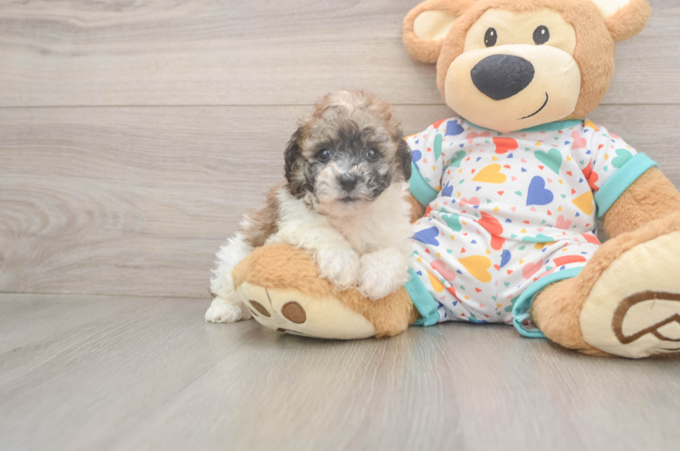 7 week old Poochon Puppy For Sale - Fairfield Furbabies