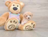 6 week old Poochon Puppy For Sale - Fairfield Furbabies