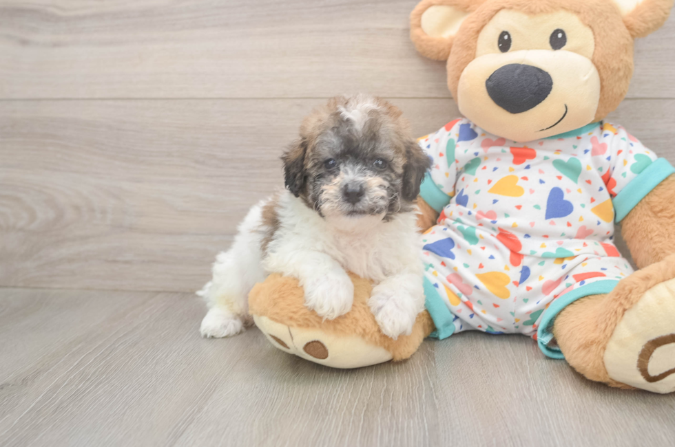 7 week old Poochon Puppy For Sale - Fairfield Furbabies