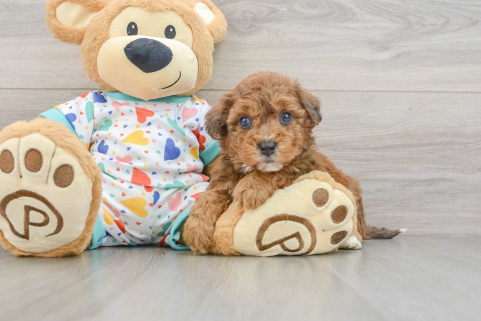 Poochon Puppy for Adoption