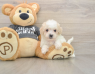 7 week old Poochon Puppy For Sale - Fairfield Furbabies