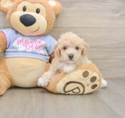 5 week old Poochon Puppy For Sale - Fairfield Furbabies