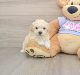 5 week old Poochon Puppy For Sale - Fairfield Furbabies