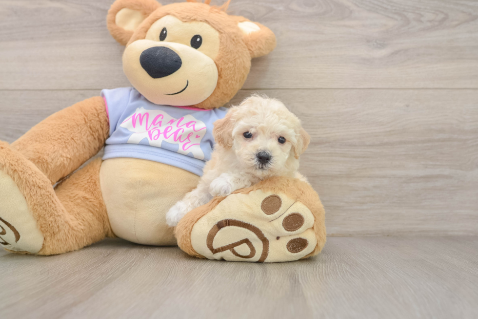 Poochon Pup Being Cute
