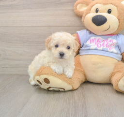 5 week old Poochon Puppy For Sale - Fairfield Furbabies