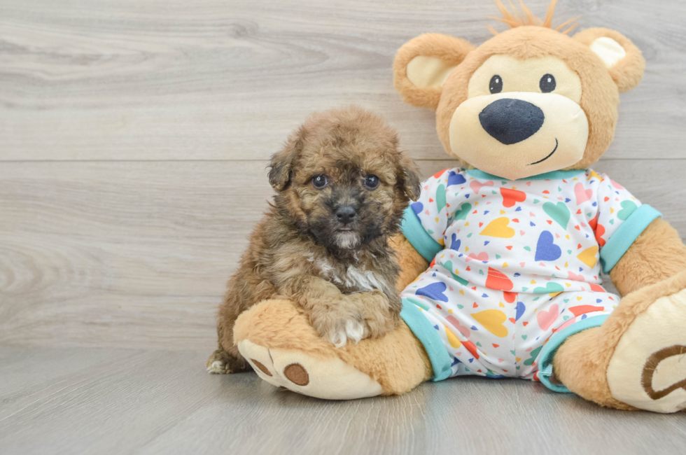 5 week old Poochon Puppy For Sale - Fairfield Furbabies