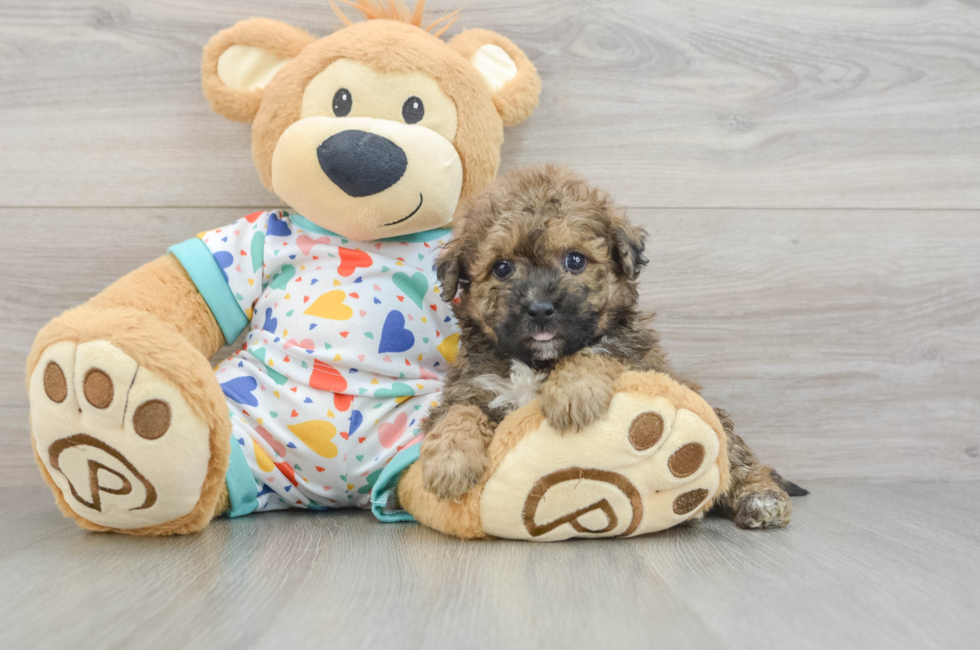 5 week old Poochon Puppy For Sale - Fairfield Furbabies