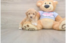 Small Poochon Baby