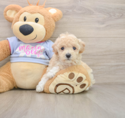 5 week old Poochon Puppy For Sale - Fairfield Furbabies