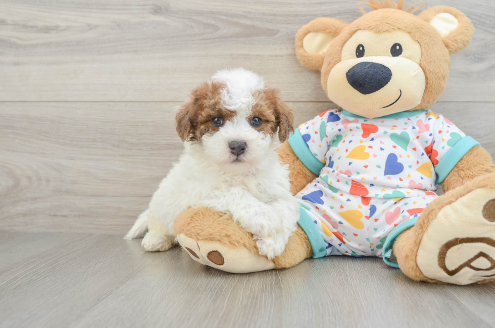5 week old Poochon Puppy For Sale - Fairfield Furbabies