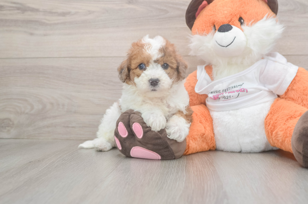 6 week old Poochon Puppy For Sale - Fairfield Furbabies