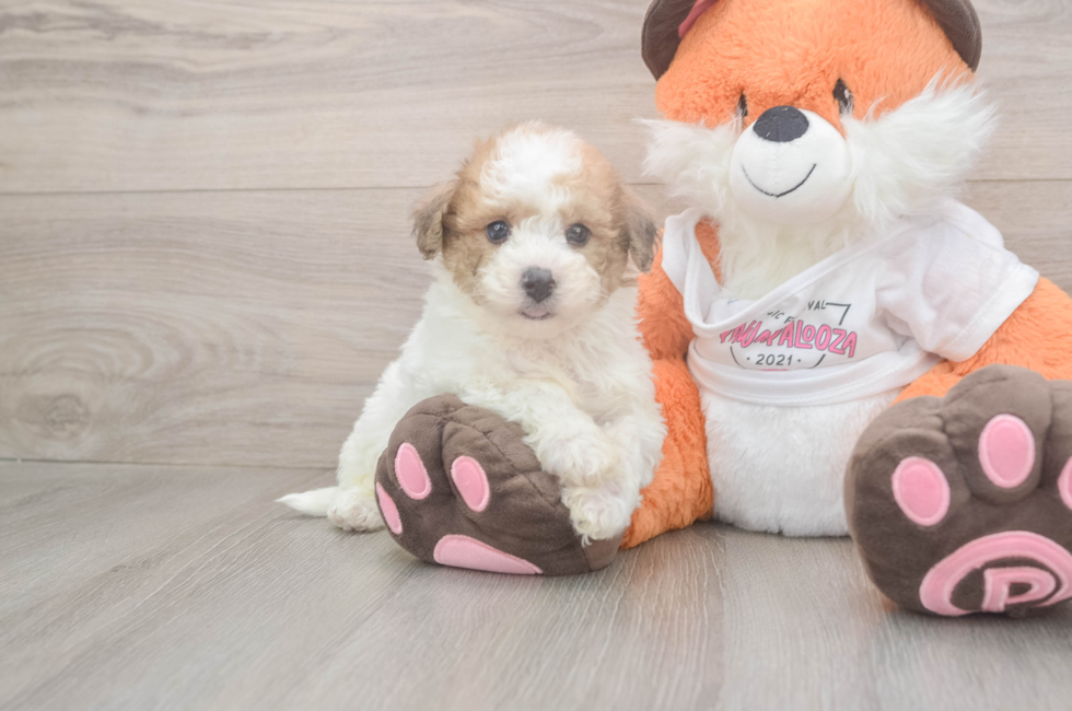6 week old Poochon Puppy For Sale - Fairfield Furbabies