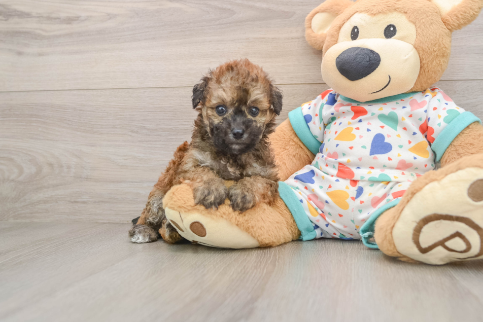 Hypoallergenic Bichpoo Poodle Mix Puppy