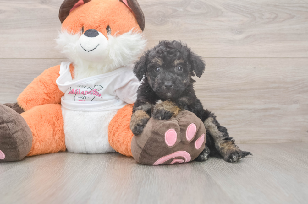 6 week old Poochon Puppy For Sale - Fairfield Furbabies