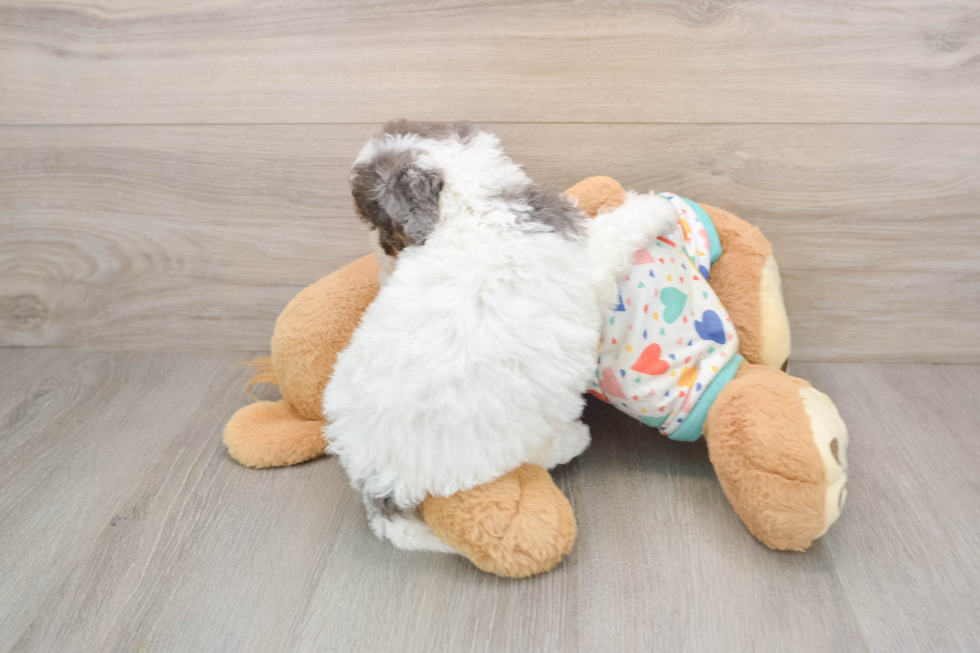 Funny Poochon Poodle Mix Pup