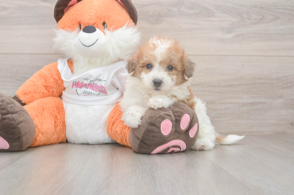6 week old Poochon Puppy For Sale - Fairfield Furbabies