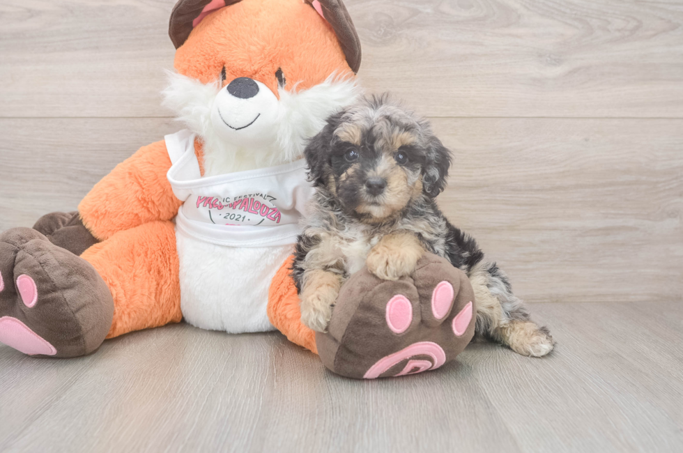 6 week old Poochon Puppy For Sale - Fairfield Furbabies