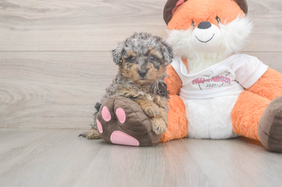 6 week old Poochon Puppy For Sale - Fairfield Furbabies