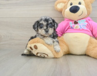7 week old Poochon Puppy For Sale - Fairfield Furbabies