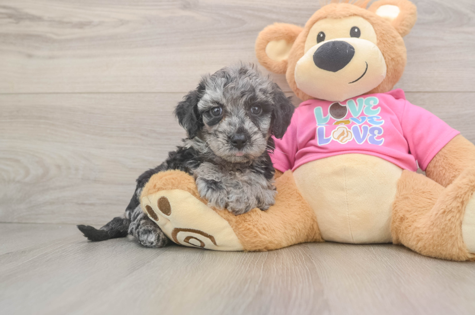 6 week old Poochon Puppy For Sale - Fairfield Furbabies