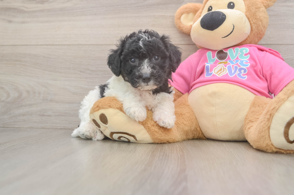 6 week old Poochon Puppy For Sale - Fairfield Furbabies