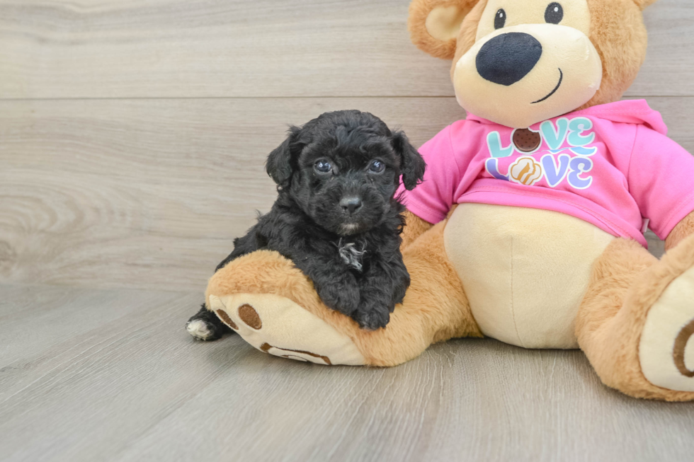 Poochon Pup Being Cute