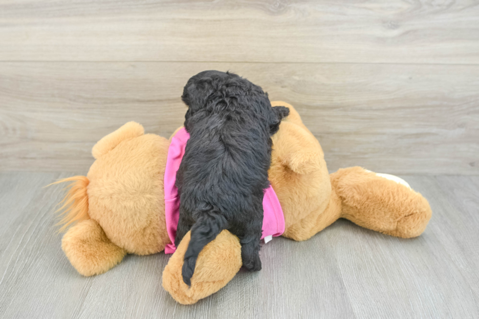 Popular Poochon Poodle Mix Pup