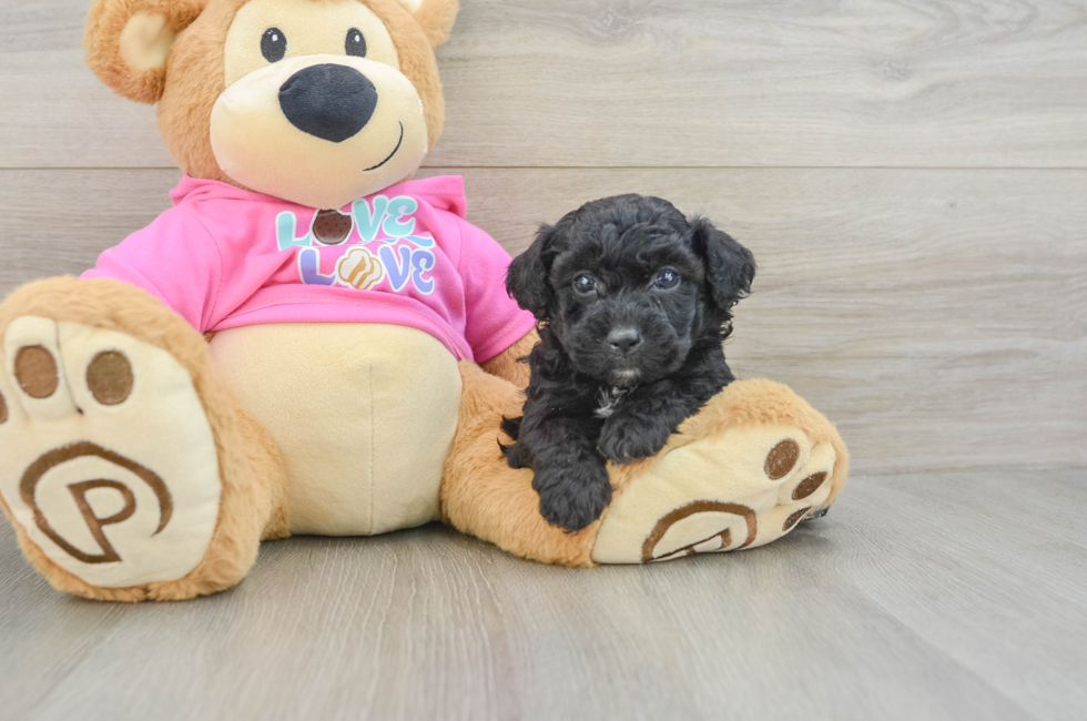 6 week old Poochon Puppy For Sale - Fairfield Furbabies