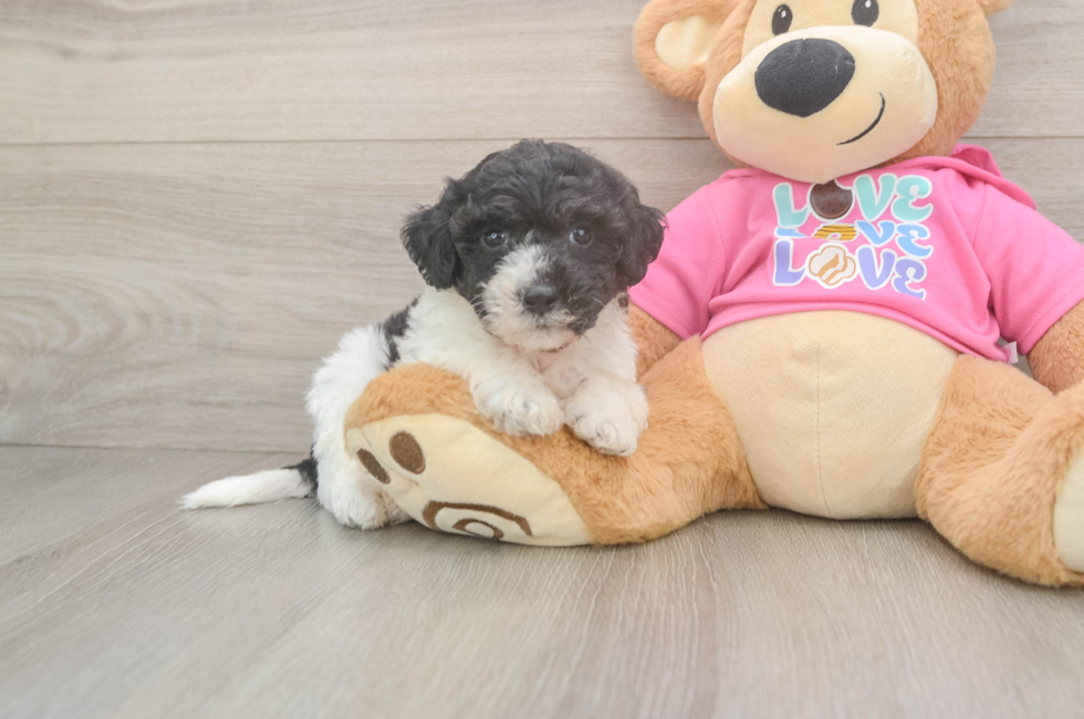 6 week old Poochon Puppy For Sale - Fairfield Furbabies