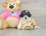 7 week old Poochon Puppy For Sale - Fairfield Furbabies