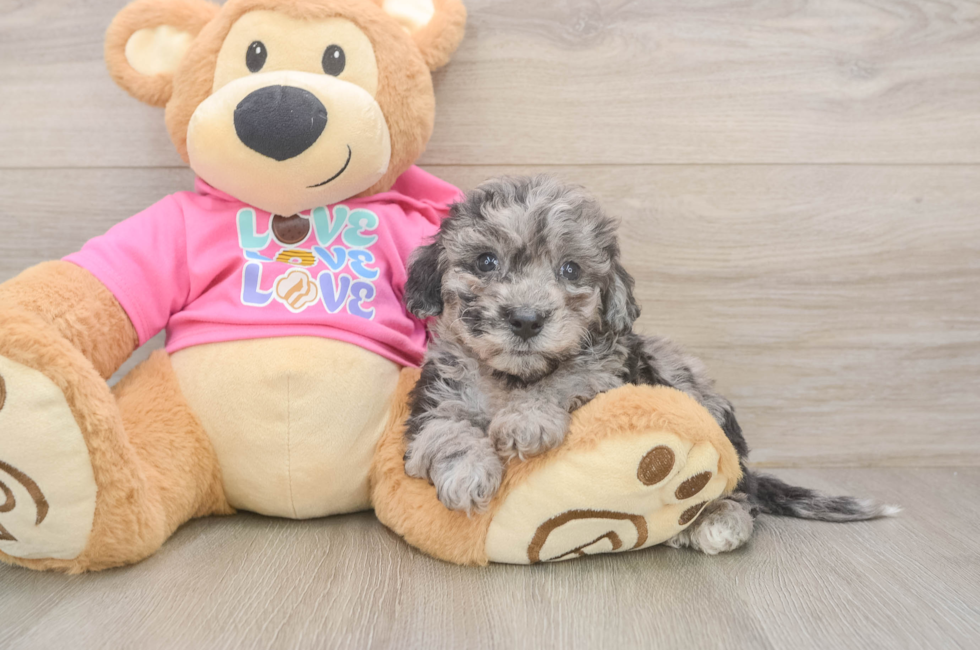 6 week old Poochon Puppy For Sale - Fairfield Furbabies
