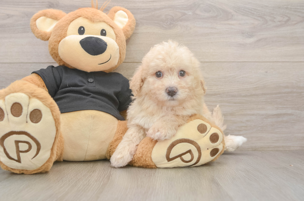 7 week old Poochon Puppy For Sale - Fairfield Furbabies