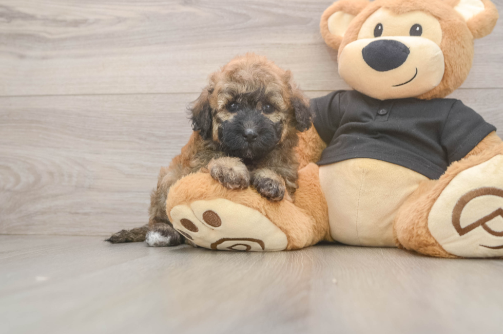 7 week old Poochon Puppy For Sale - Fairfield Furbabies
