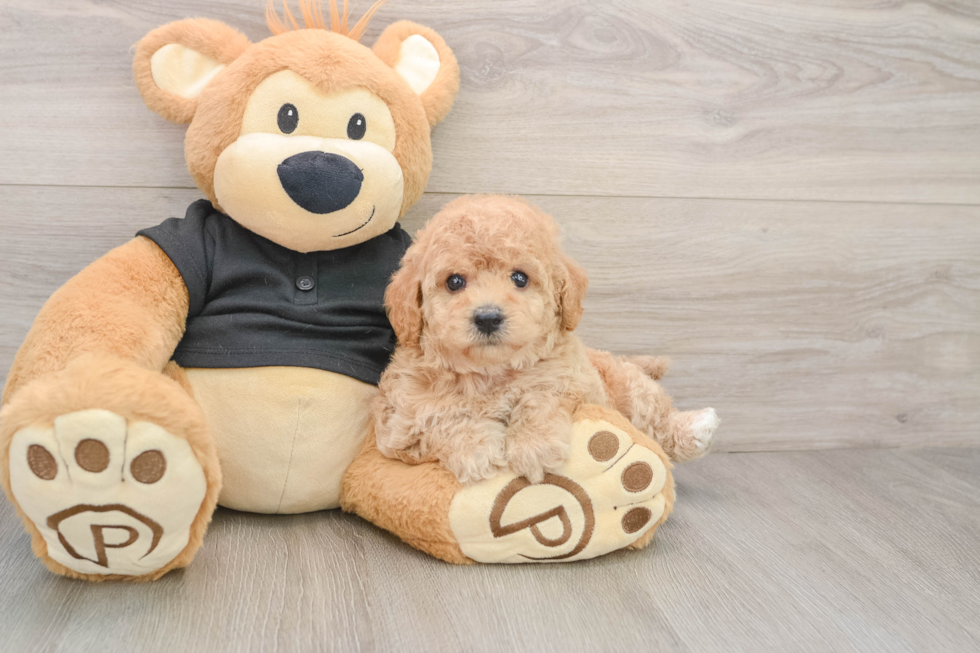 Poochon Puppy for Adoption