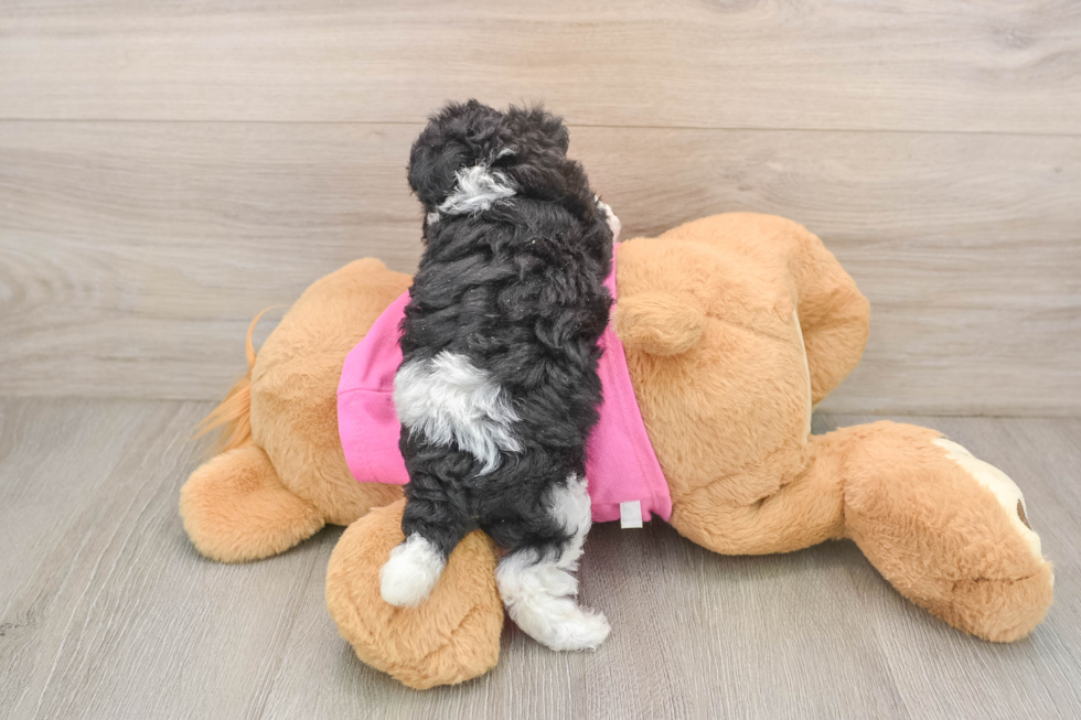 Small Poochon Baby