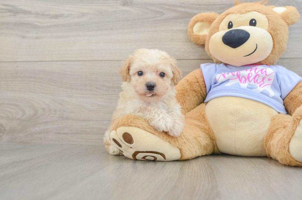 6 week old Poochon Puppy For Sale - Fairfield Furbabies