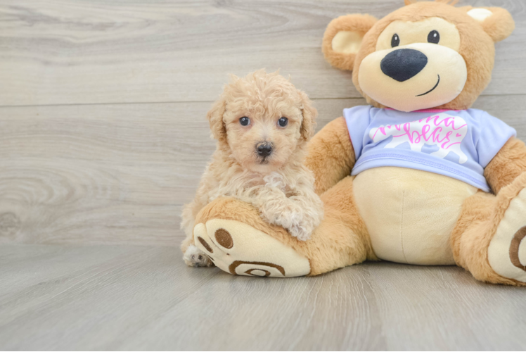 Energetic Bichpoo Poodle Mix Puppy