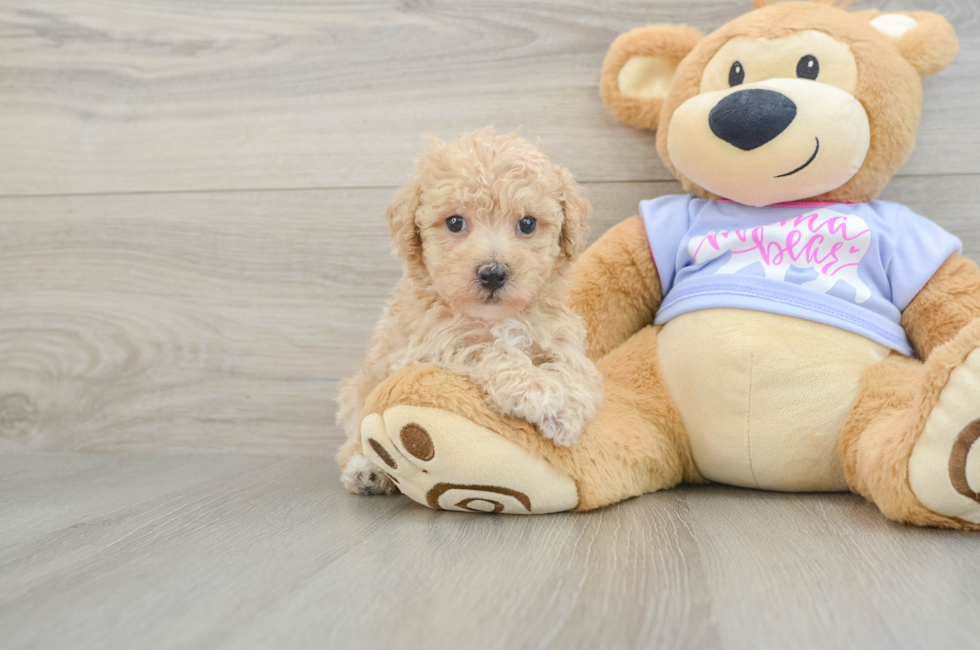 6 week old Poochon Puppy For Sale - Fairfield Furbabies