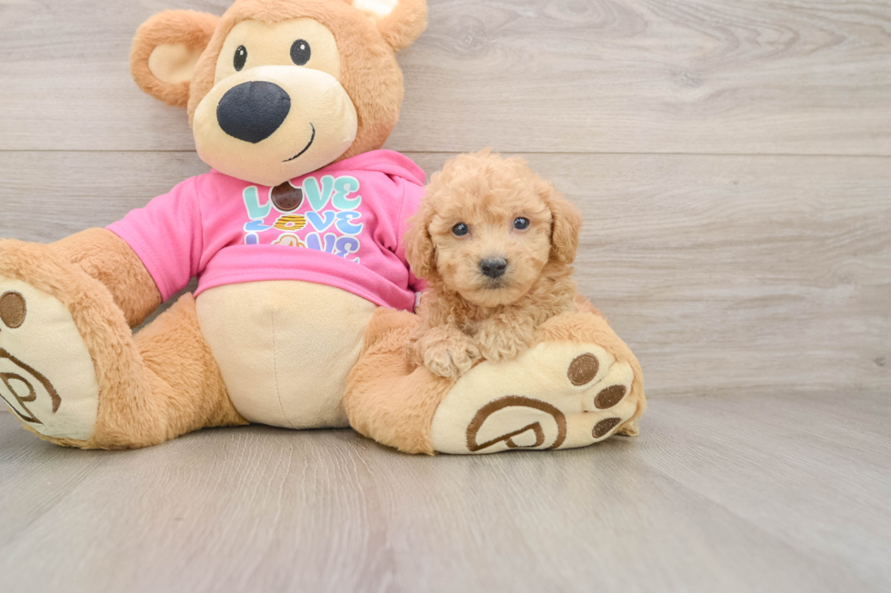 Cute Poochon Baby