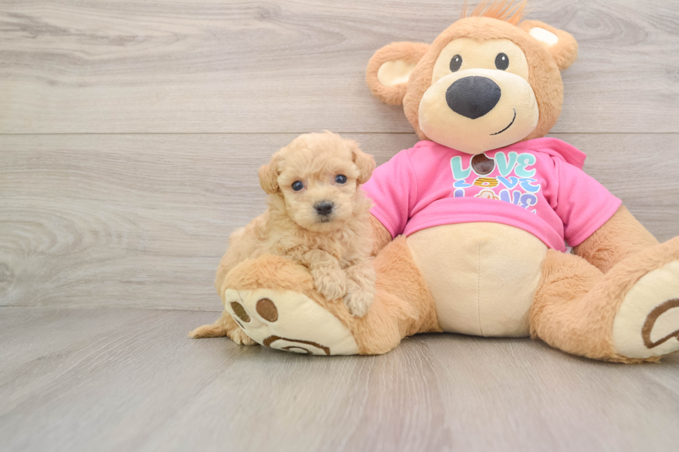 Fluffy Poochon Poodle Mix Pup