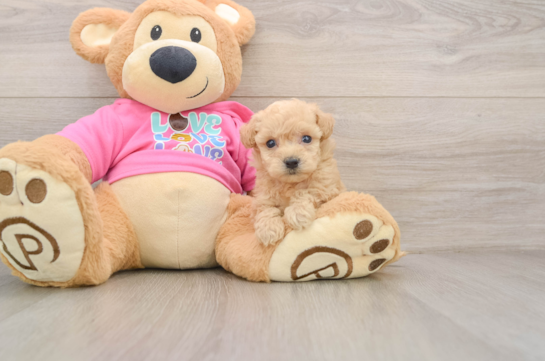 Hypoallergenic Bichpoo Poodle Mix Puppy