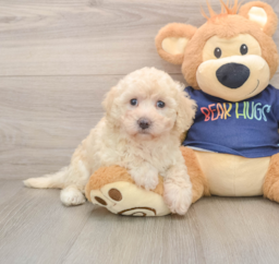 9 week old Poochon Puppy For Sale - Fairfield Furbabies