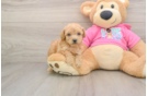 Playful Bichpoo Poodle Mix Puppy