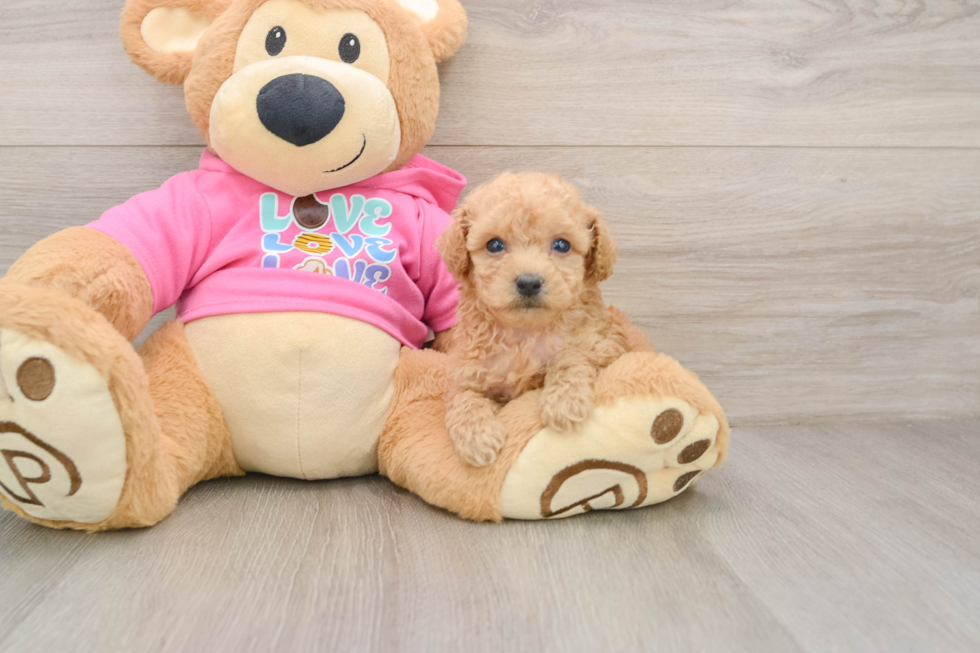 Poochon Puppy for Adoption