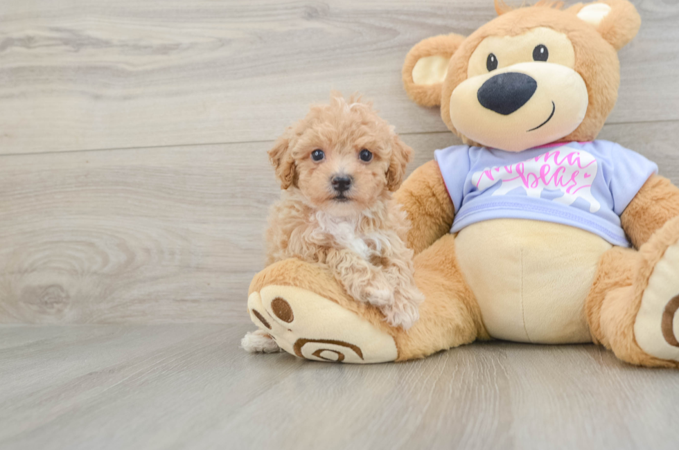 6 week old Poochon Puppy For Sale - Fairfield Furbabies