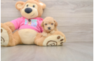 Popular Poochon Poodle Mix Pup
