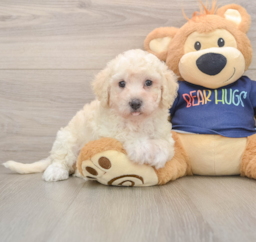 9 week old Poochon Puppy For Sale - Fairfield Furbabies