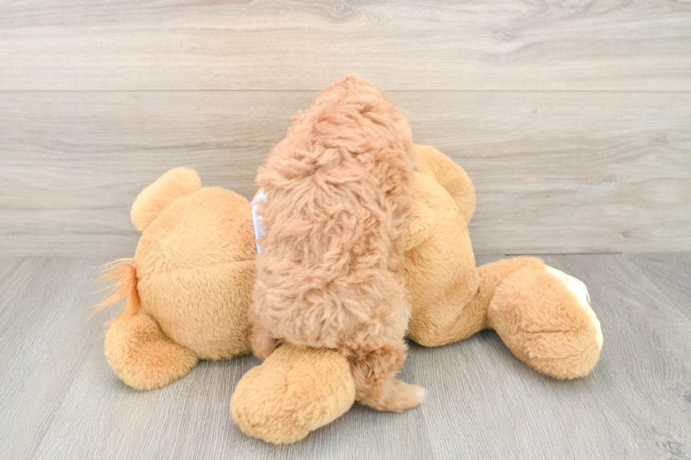 Hypoallergenic Bichpoo Poodle Mix Puppy